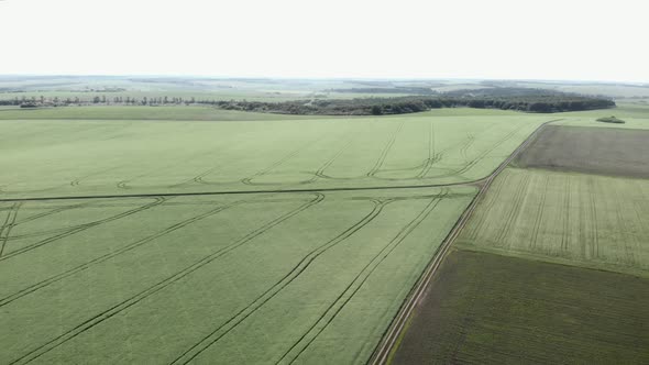 Green rye field with traktor tracks