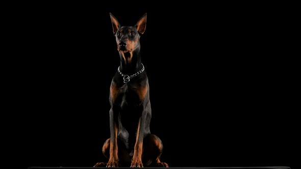 Frontal Portrait of a Doberman Pinscher Sitting in a Studio Against a Black Background