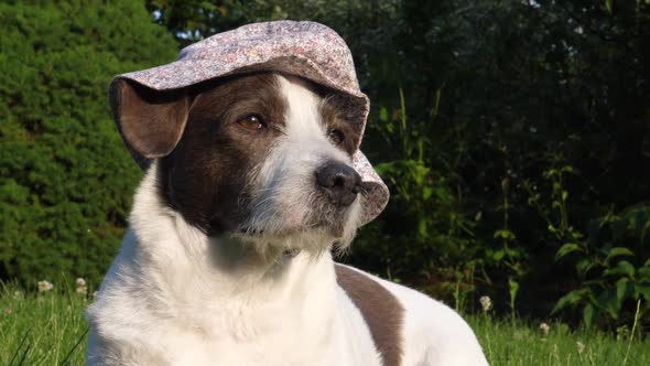Adorable Beautiful White and Brown Dog in Funny Bucket Hat Relaxing on Sunny Day at Park