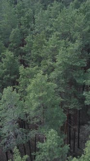 Vertical Video of Pine Forest Aerial View Slow Motion