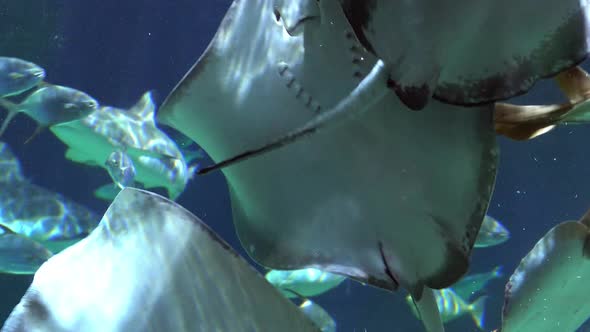 Stingray Shovelnose Ray and Sharks swimming in school of fish