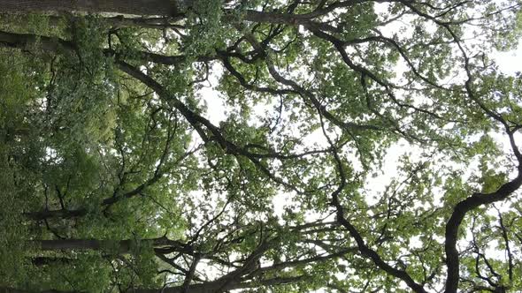 Aerial View of Green Forest in Summer