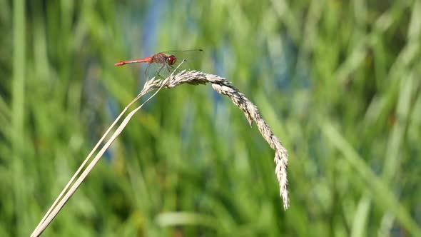 Dragonfly And Ant