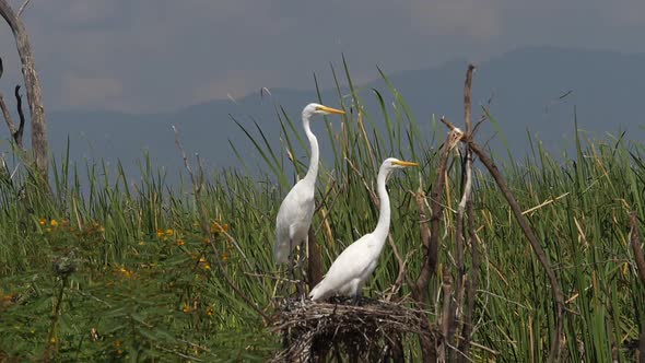 Great White Egret, egretta alba, Pair on Nest, Baringo Lake in Kenya, slow motion