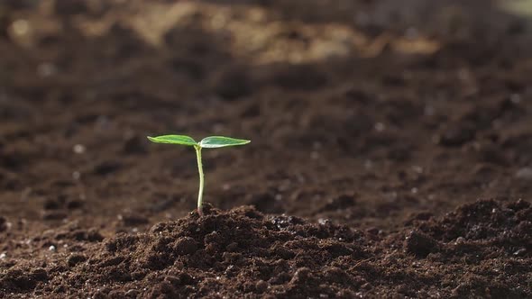 Man Watering Fragile Sprout From Palm