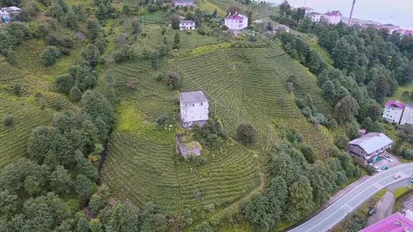 Fresh Green Tea Terrace Farm on the Hill at Rize Province in Turkey