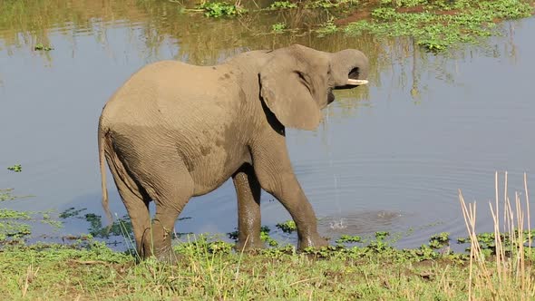 Elephant Drinking Water - Kruger National Park