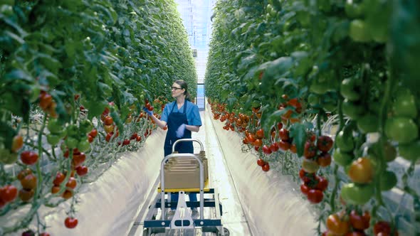Greenhouse Worker with Basket Collects Tomatoes.