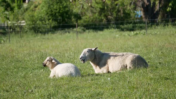 Lamb and sheep grazing rest eating grass at Wanaka Town