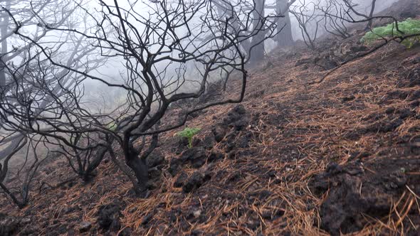 Consequences of Fire, Burnt Trees Among Brown Grass During Foggy Morning Weather. Steadicam Shot