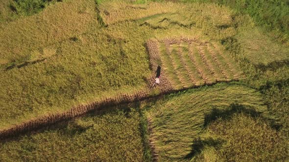 Mowing The Field