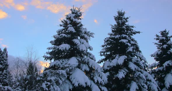 Winter Pine Forest with Snow Covered Branches Christmas Trees on Sunny Day