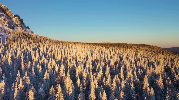 Coniferous Forest Covered with Snow