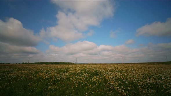 Time Lapse medicinal Chamomile flowers field meadow in sunset lights.