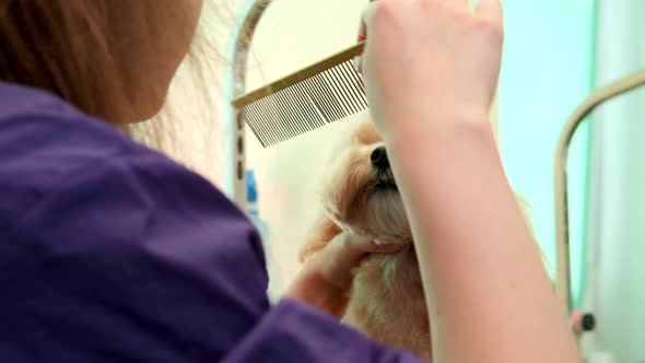 A Woman Hairdresser Cuts the Muzzle of a Curly Dog Maltipoo in a Grooming Salon