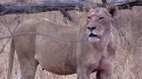 Lioness contact calls and searches for her lost cubs in the wilderness of The Kruger