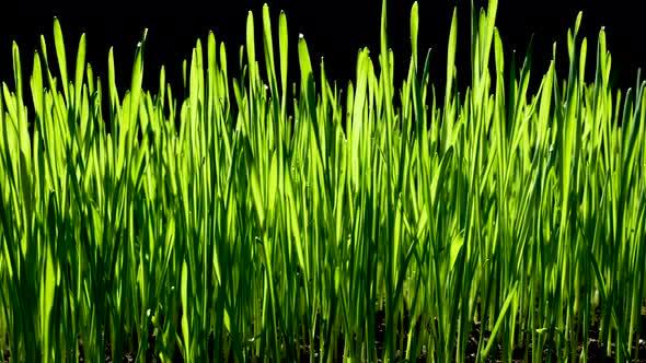 Green Wheat Sprouts