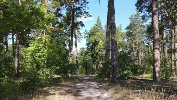 Natural Landscape in the Forest During the Day