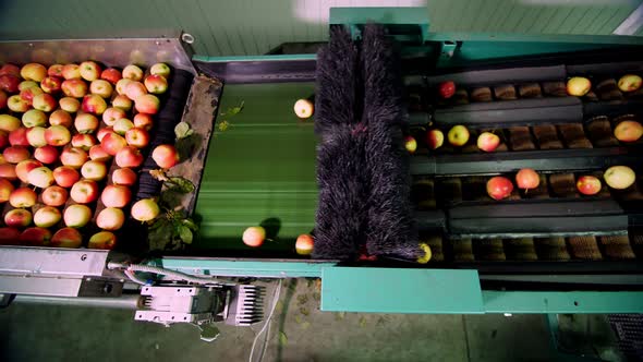 Equipment in a Factory for Washing Drying and Sorting Apples