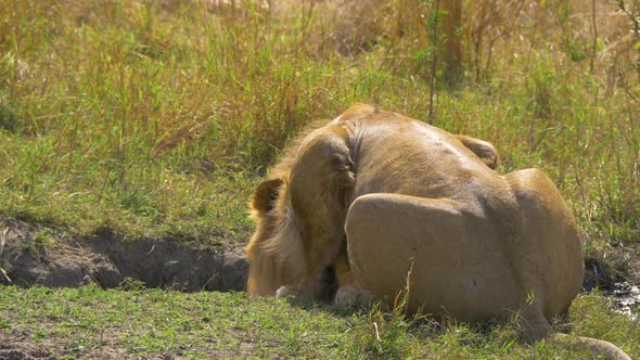 Rear view of an African lion drinking