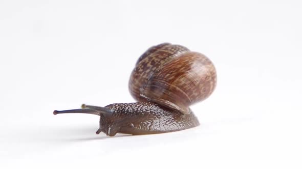 land snail on a white background, isolate