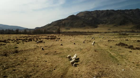 Lots of Sheep Grazing in the Spring Meadow