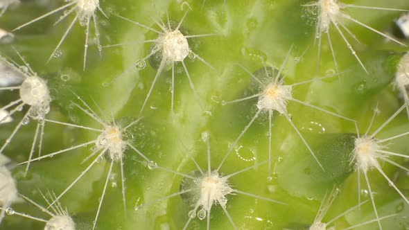 Wet Cactus