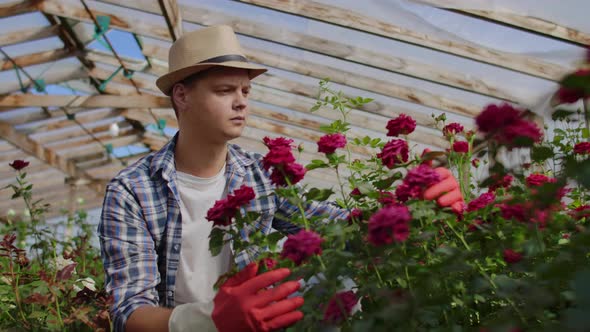 Greenhouse with Growing Roses Inside Which A Male Gardener in a Hat Inspects Flower Buds and Petals