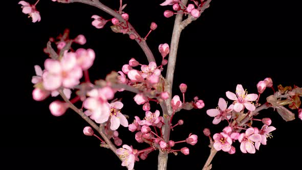 Pink Flowers Blossoms on the Branches Cherry Tree