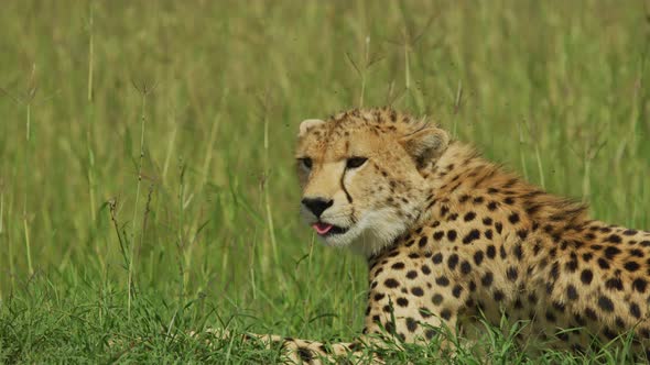 Cheetah resting in grass