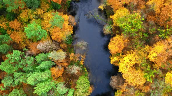 Top view of autumn river and forest, Poland