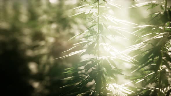 Thickets of Marijuana Plant on the Field