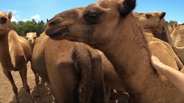 A close up of a gentle hand affectionately stroking a small camel on the head, neck and hump. Slow m