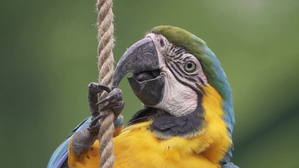 Close up headshot of a cute Blue and Yellow Macaw perching on a rope.