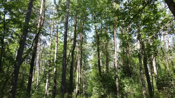 Natural Landscape in the Forest During the Day