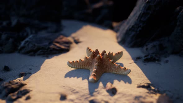 Starfish on Sandy Beach at Sunset