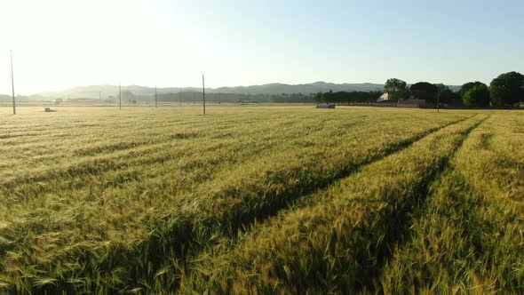 Wheat Field in Spring at Sunrise 