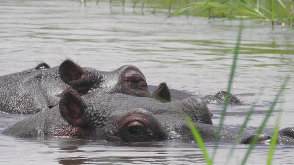 Two Hippos Relaxing and Swimming On The Lake Water In Bostwana - Closeup Shot