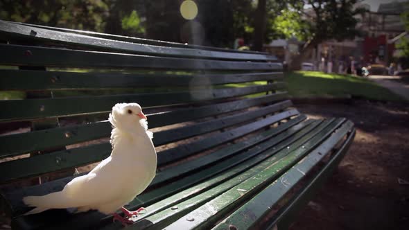 White Pigeon perched on a Bench.