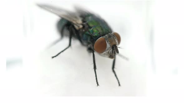 Behind the Glass a Fly Cleans Itself