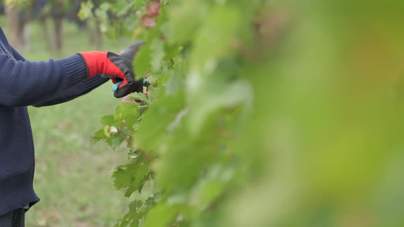 Pruning vineyards vine grapes with shears, worker at vineyard