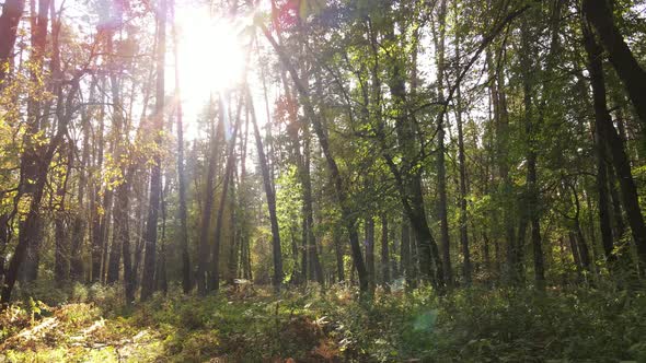 Autumn Forest with Trees By Day