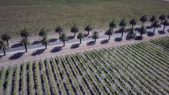 Picturesque Palm Tree Avenue Of Seppeltsfield Road On Summer In Barossa Valley, Adelaide, Australia.