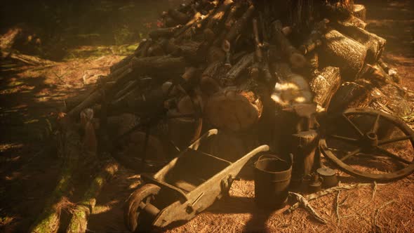 Preparation of Firewood for the Winter in Forest at Sunset