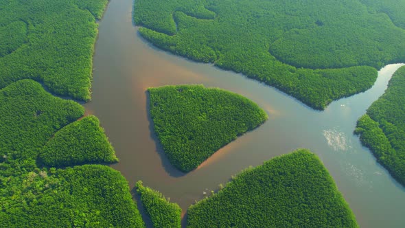 Aerial view green mangrove forest nature tropical rainforest.