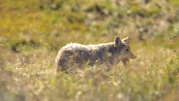 Coyote eating a gopher that it caught in the grass