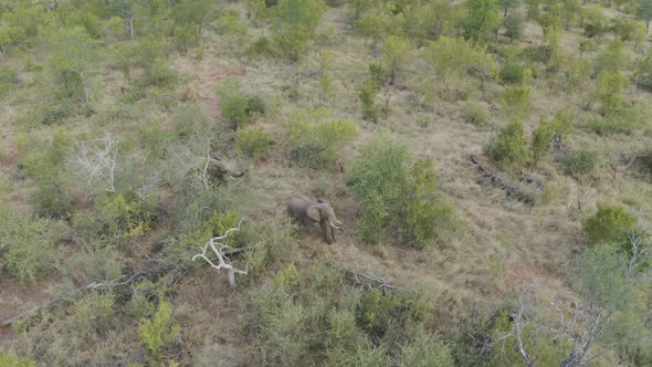 Aerial View of Elephants walk in the savana, Balule Nature Reserve, Maruleng NU.