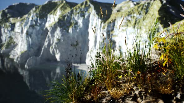 Fresh Grass at Big Rocky Cliff in Ocean