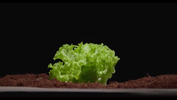 Lettuce Leaves Sprout Through the Soil