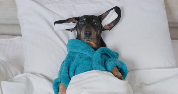 Dachshund in Blue Terry Bathrobe Rests with Masks on Ears